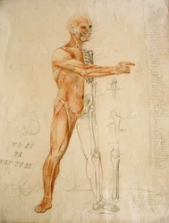 Anatomische tekening
